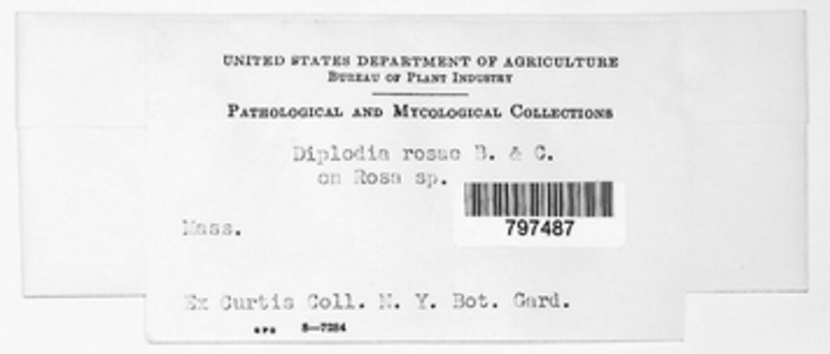 Diplodia rosae image